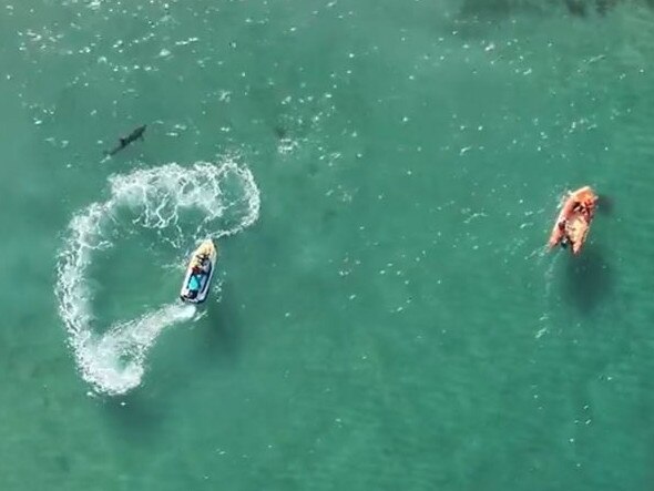 A drone shows lifeguards attempting to chase a shark away from the dolphin. Picture: Surf Life Saving NSW