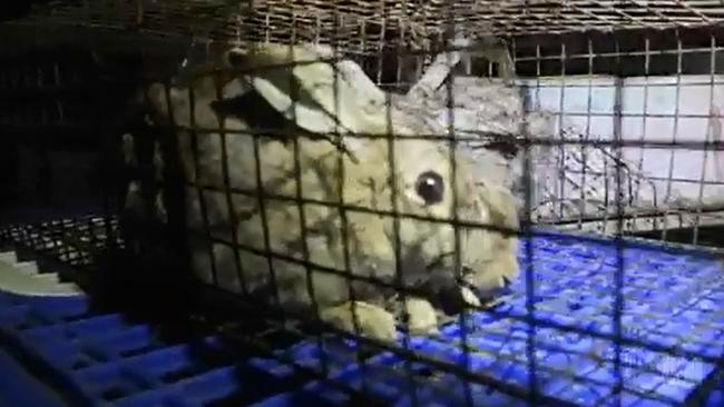 A rabbit locked in a cage before being used to blood greyhounds. Picture: ABC