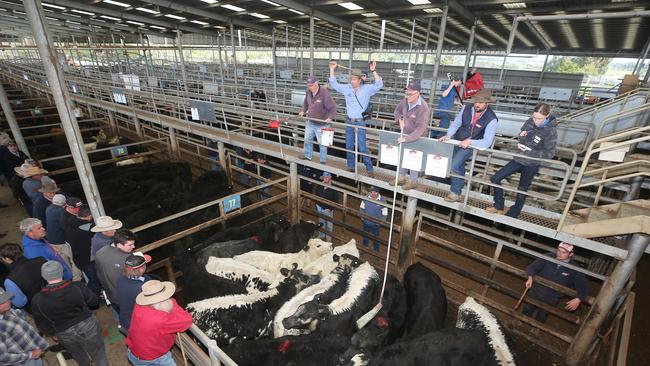 Feeder cattle sold cheaper at Leongatha’s store market.