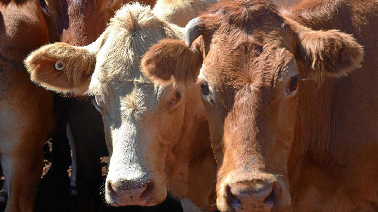 Feedlot Cattle. Picture: Madeline Grace