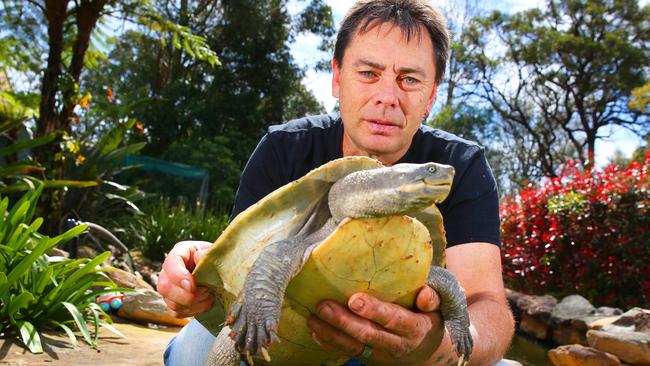 Turtle Rescues NSW saving turtles from Sydney’s dams | Daily Telegraph