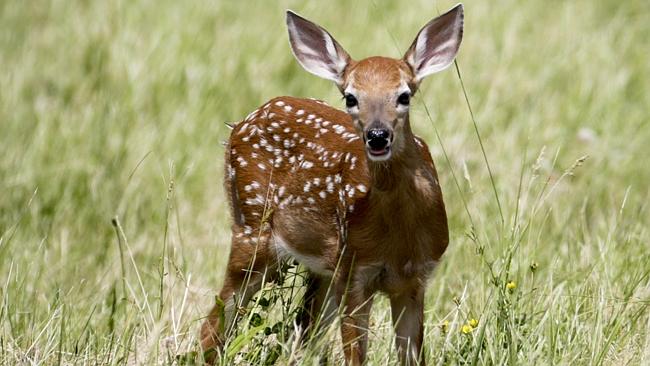 Baby deer dies after tourists put it in their car: When will people ...