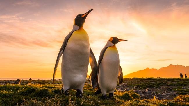 Penguins in Antarctica, a popular Ponant destination.