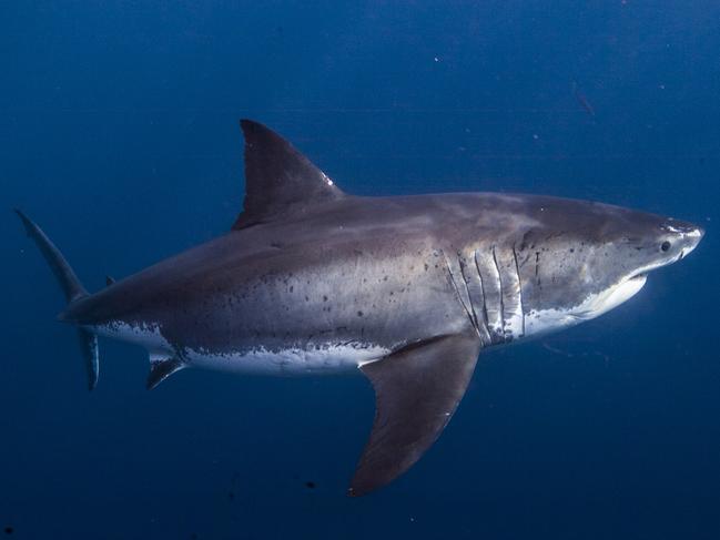 EMBARGOED UNTIL:  04/02/14... LEARN POSTER: GREAT WHITE SHARK FEB 4 Guadalupe 19 Picture: Supplied