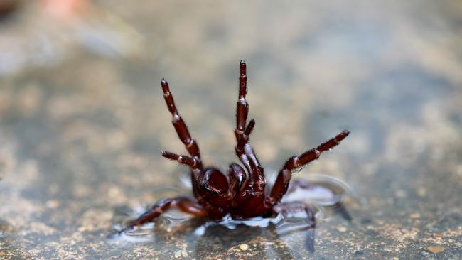 Millions of Australians are being warned to look out for deadly funnel-web spiders. Picture: Supplied/ ARP IMAGES