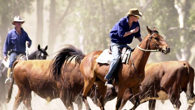 Prince Harry working as jackaroo is mustering bulls at Tooloombilla Station in central outback Queensland in November 2003. Picture: Patrick Hamilton