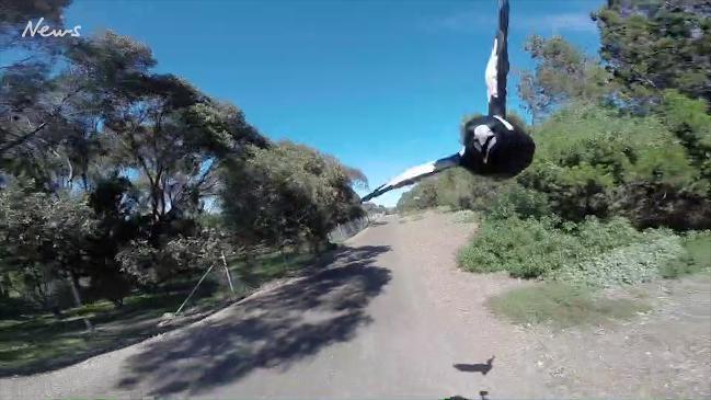 Psycho magpie repeatedly attacks Adelaide cyclist