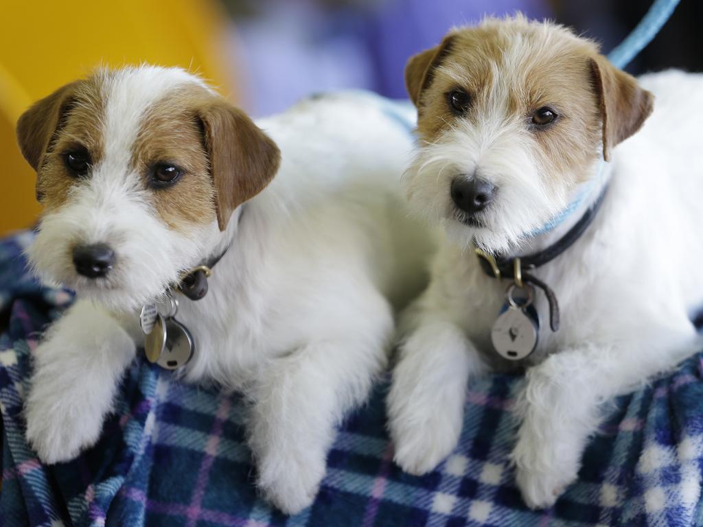 Russell terriers named Dom, right, and Demi relax in the benching area during the 142nd Westminster Kennel Club Dog Show in New York, Tuesday, Feb. 13, 2018. (AP Photo/Seth Wenig)