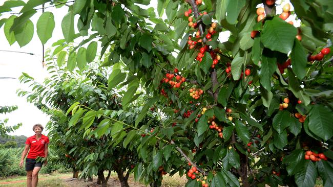 Kaz Chapman at Chappies U-Pick Cherries and Berries.