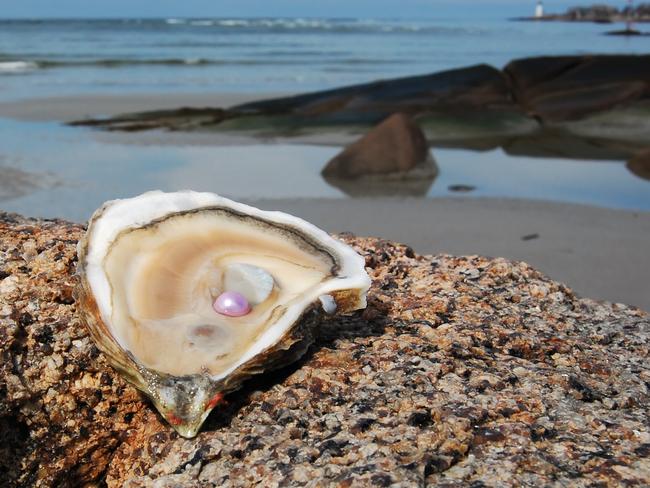 14. VISIT A SHELLAR DOOR Hop on-board a catamaran for a tour of NSW’s only pearl farm, take a pearl appreciation class and maybe even treat yourself to something pretty at Broken Bay Pearl Farm’s shellar door.