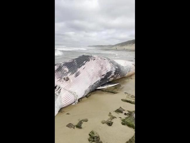 Bellarine beaches closed as sharks swarm whale carcass