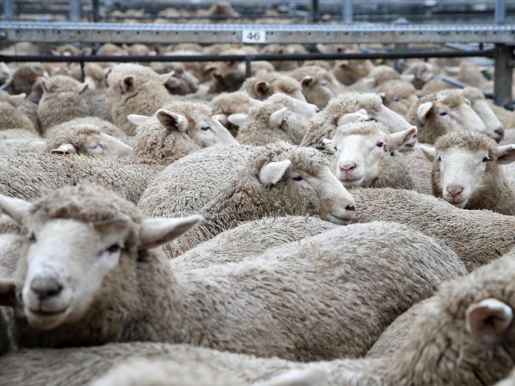 Prime Sheep: Tradeweight slaughter lamb prices rise at this week’s ...