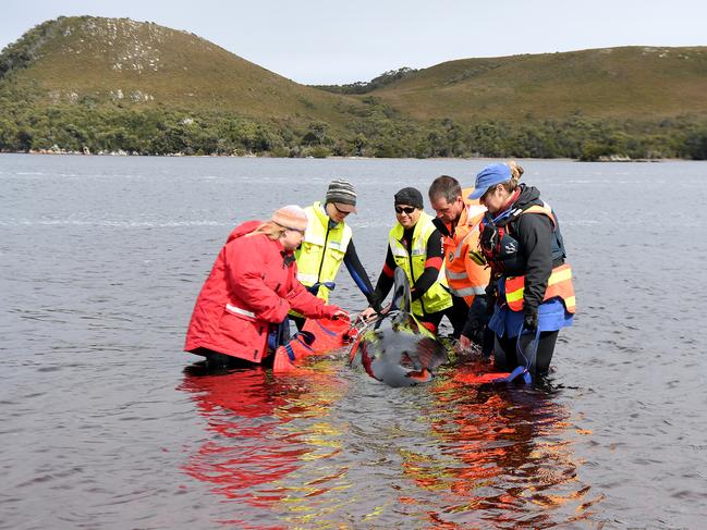 DPIPWE teams have tackled fire, floods, fruit fly and a huge whale stranding. Picture: whale efforts in September, Macquarie Harbour. Picture: Getty Images)