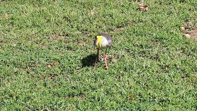 The plover was seen walking around on January 3 — four days after the assault. Picture: NT News