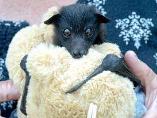 EXHAUSTED BABY: An orphaned flying fox in Rockhampton following last week's fires. Picture: Jann Houley