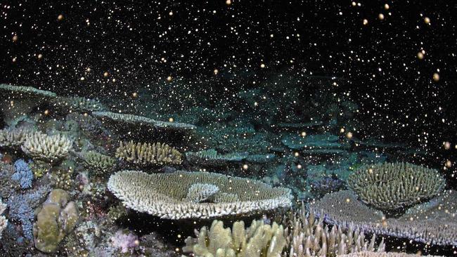 Moore Reef coral spawning. Picture: Biopixel