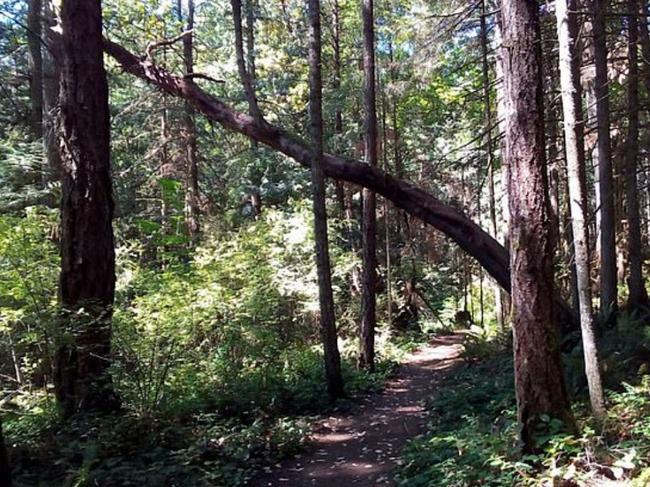 Horth Hill regional park, Vancouver. Picture: Supplied