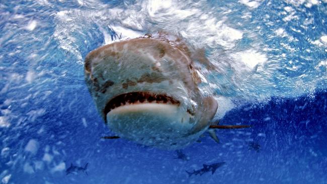 There has been a significant increase in shark attacks across Australia over the last decade.