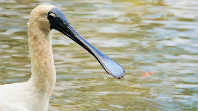 One of the birds which calls Black Swan Lake it’s home. Picture: Ric Allport