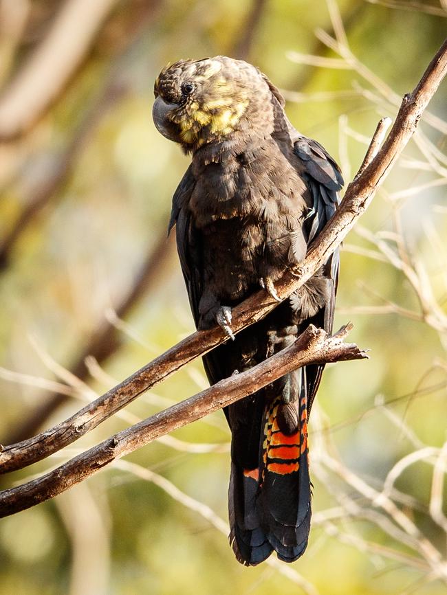 A glossy black-cockatoo at American River. Picture: Matt Turner