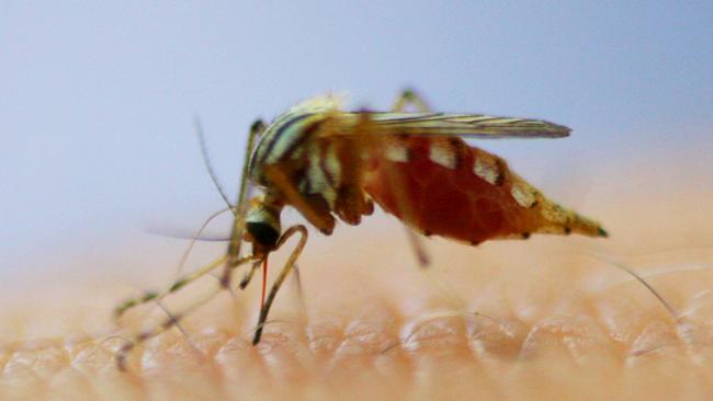 The high risk period for the Ross River and Barmah Forest viruses is December to March, and for Murray Valley encephalitis and Japanese encephalitis, it is from January to June. Picture: Chris Ison