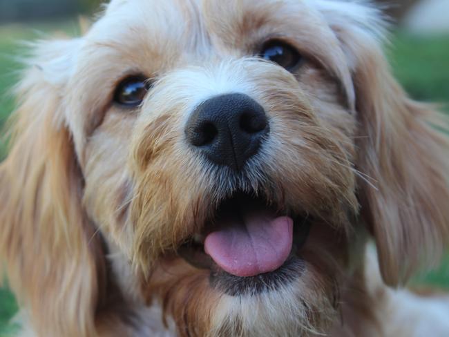 HARLOW: Harlow is the remedy to any bad day and loves her owners (especially if they’ve got chicken).