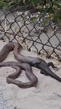 Incredible footage captures snake eating huge lizard