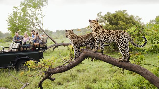 Safari goers can forget they're in the realm of wild animals. Picture: Getty Images