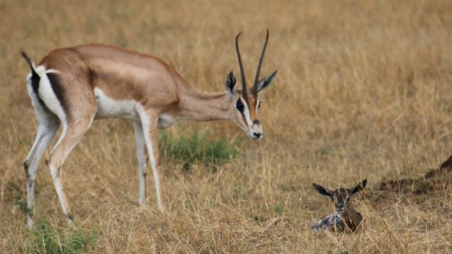 baby girl gazelles