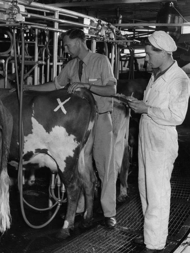 Workers doing milking quality control checks with cows on the Camden Park Estate Rotolactor dairy in the 1950s. Picture: Belgenny Farm Trust.