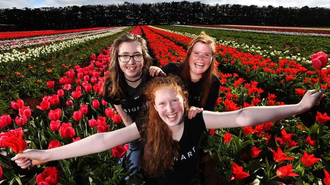 BighART Project O members, from left, Isabella Woods-Kreemers, 14, Angela Woolnough, 15, and Maddy Stendt, 15, ahead of the Tunes in the Tulips event at Table Cape Tulip Farm in Wynyard. Picture: CHRIS KIDD
