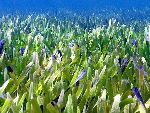 The seagrass Posidonia australis. Photograph, Rachel Austin.