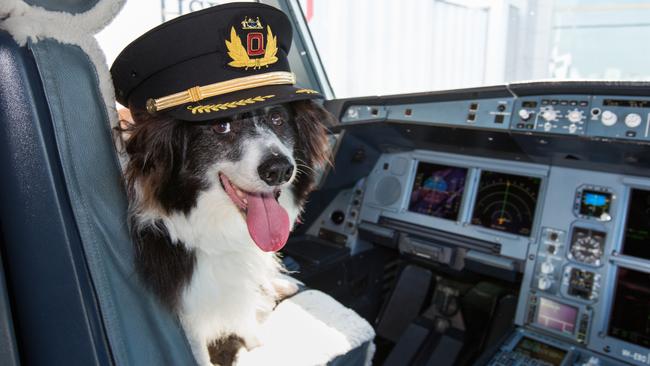 The Qantas group, including low fares partner Jetstar was adamant passengers would not be sharing a row with a furry friend anytime soon.