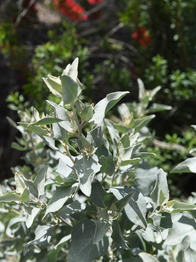 Old man saltbush in a bush garden. Picture: Tricia Watkinson