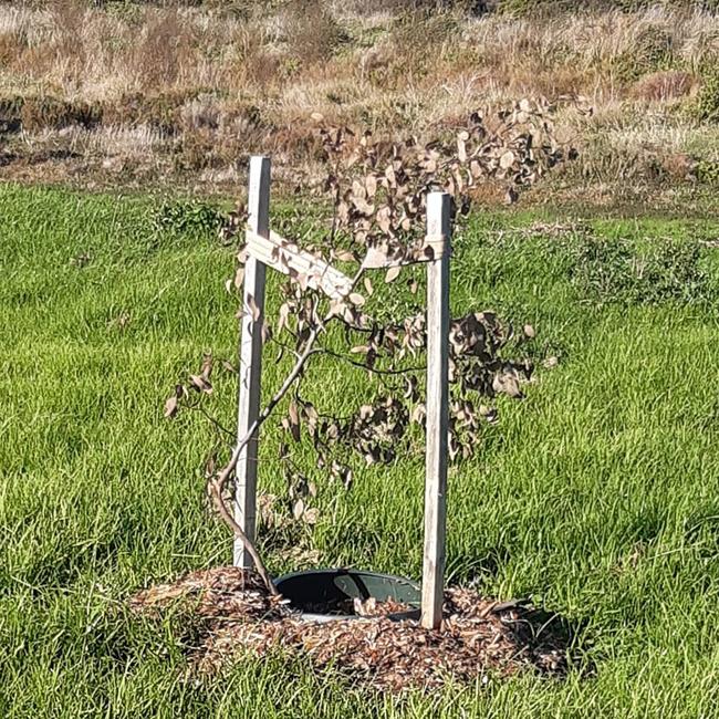 Despite 160 of 320 trees being removed following a petition, vandals have targeted several of the remaining trees. Picture: Supplied