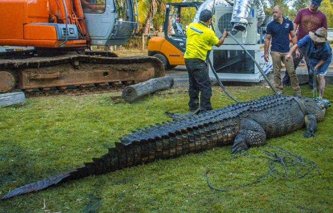 The team at Koorana Crocodile Farm catches Jack the croc, readying him for  his flight to Dubai. Photo: Jenny Lanyon