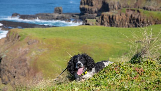 Jazz the fox dog on the job to hunt a rogue fox on Phillip Island. Picture: Phillip Island Nature Parks.