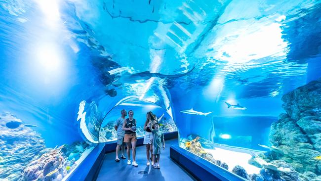 The Cairns Aquarium features 70 displays, including this shark tank. Picture: Supplied