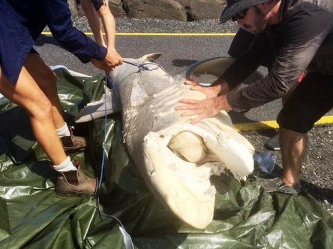 A dead dusky whaler shark hauled up the rocks on North Wall. Picture: Contributed