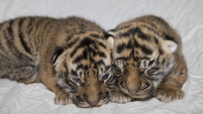 Dreamworld's new tiger cubs, sisters to five-month-old Kai. Photo supplied