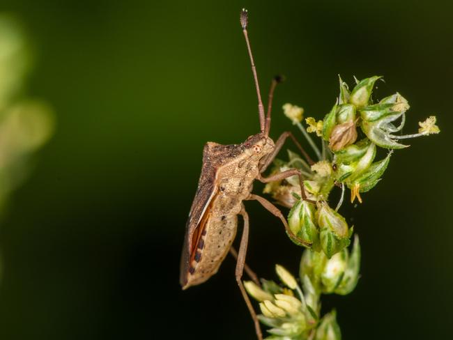 EMBARGO FOR TWAM 17 JULY 2021 FEE APPLIESBrown marmorated stink bug Pic Getty Images