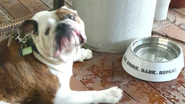 A paw-fect menu available for dogs at the Palm Cove Tavern with its special canine-only meals was voted as a howling success.