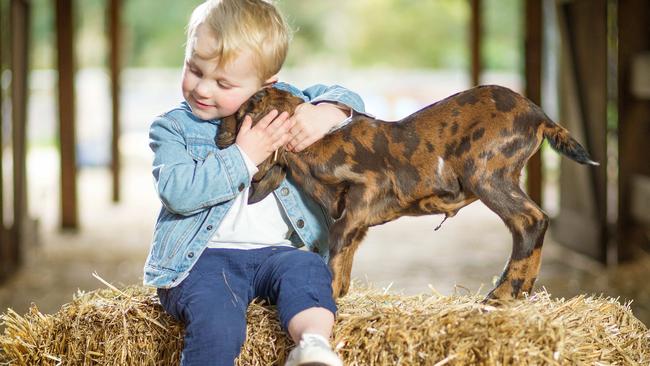Royal Melbourne Show Promo - Ted, 2 1/2 with Iceberg the three-week-old goat. Picture: Mark Stewart