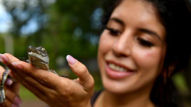 Park ranger Jeyn Laundrie with one of the newborn saltwater crocodile croc hatchlings at Billabong Sanctuary. Picture: Evan Morgan