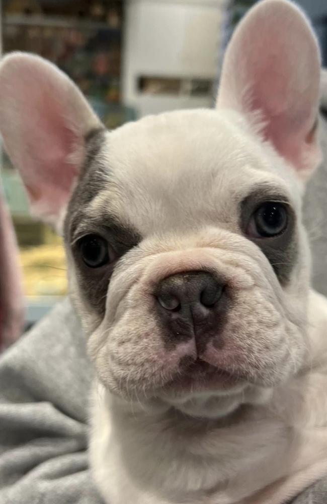 The French Bulldog is cream with black markings around its eyes. Picture: The Pet Shop Eastgardens