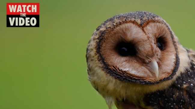 Bob Brown Foundation say masked owl recordings back its tailings fight