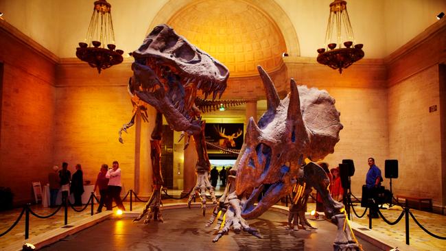 T-rex in the Dinosaur Hall of the Natural History Museum. Picture: supplied.