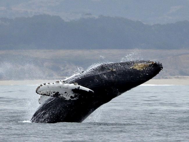 “CEO Whaling” is increasing as a cyber crime in Australia with businesses losing millions of dollars. Picture: AP