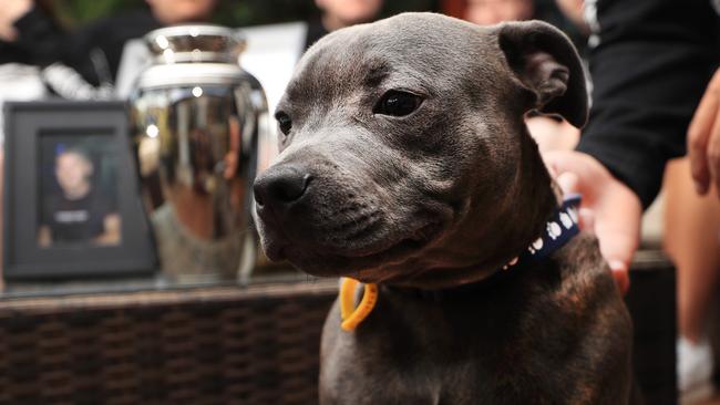 7-month old blue staffy Henry is just like Jack. Photo: Scott Powick News Corp