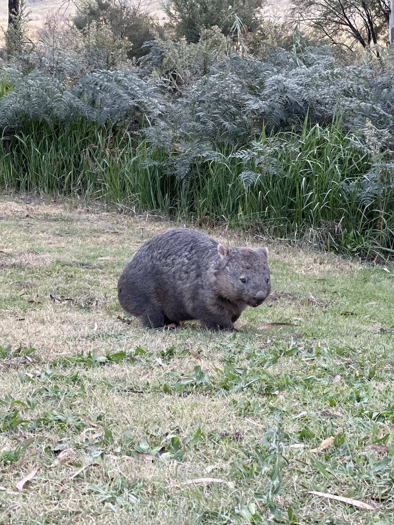 You won't find a valley with so many wombats.